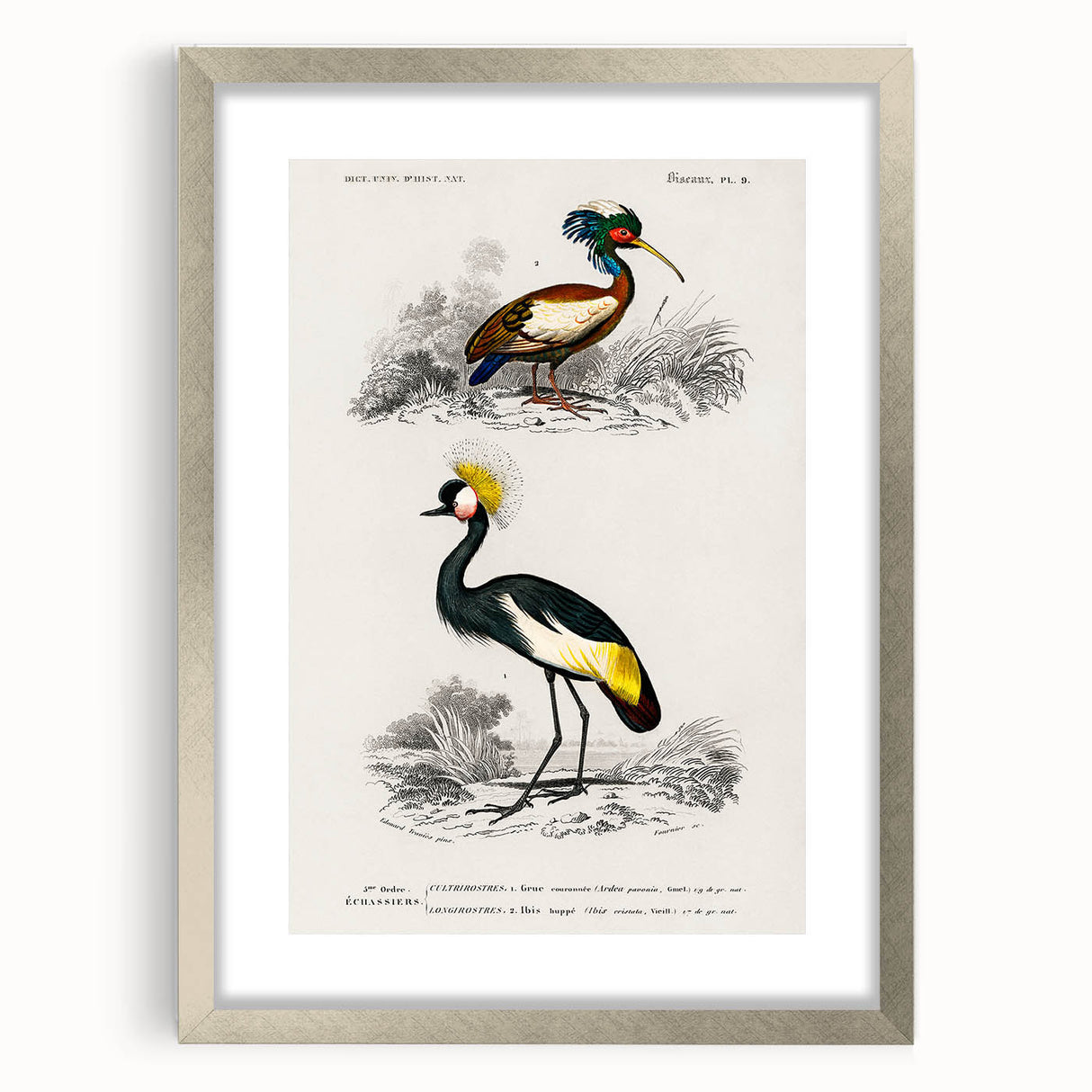 Romanticism Art: Ornithological Birds by D’Orbigny - Wildlife Canvas Print