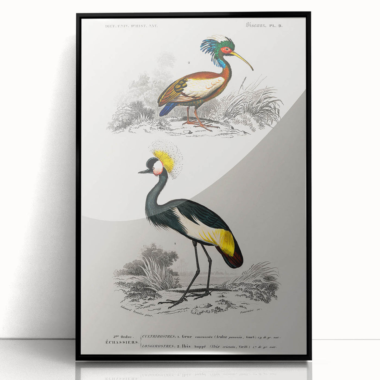 Romanticism Art: Ornithological Birds by D’Orbigny - Wildlife Canvas Print