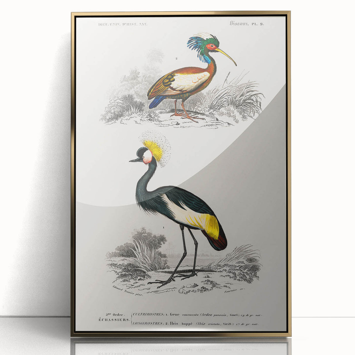 Romanticism Art: Ornithological Birds by D’Orbigny - Wildlife Canvas Print