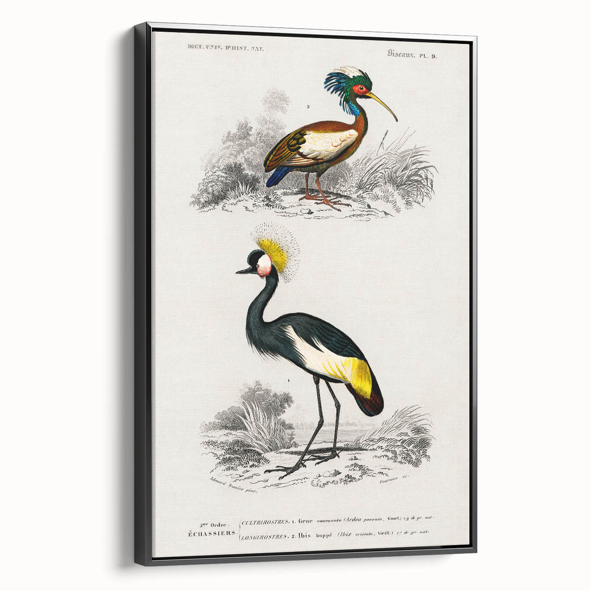 Romanticism Art: Ornithological Birds by D’Orbigny - Wildlife Canvas Print