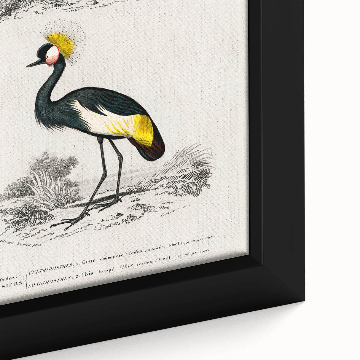Romanticism Art: Ornithological Birds by D’Orbigny - Wildlife Canvas Print