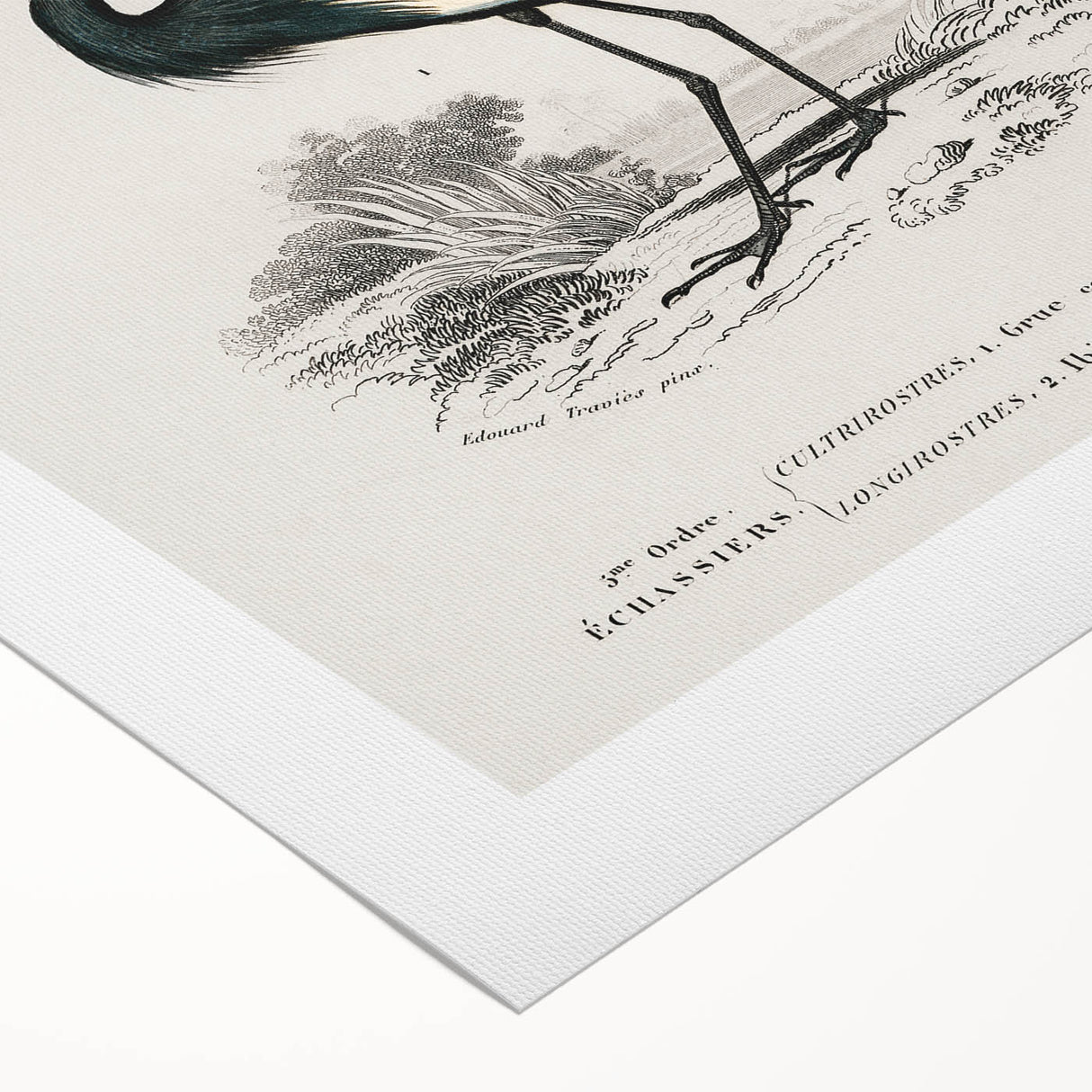 Romanticism Art: Ornithological Birds by D’Orbigny - Wildlife Canvas Print