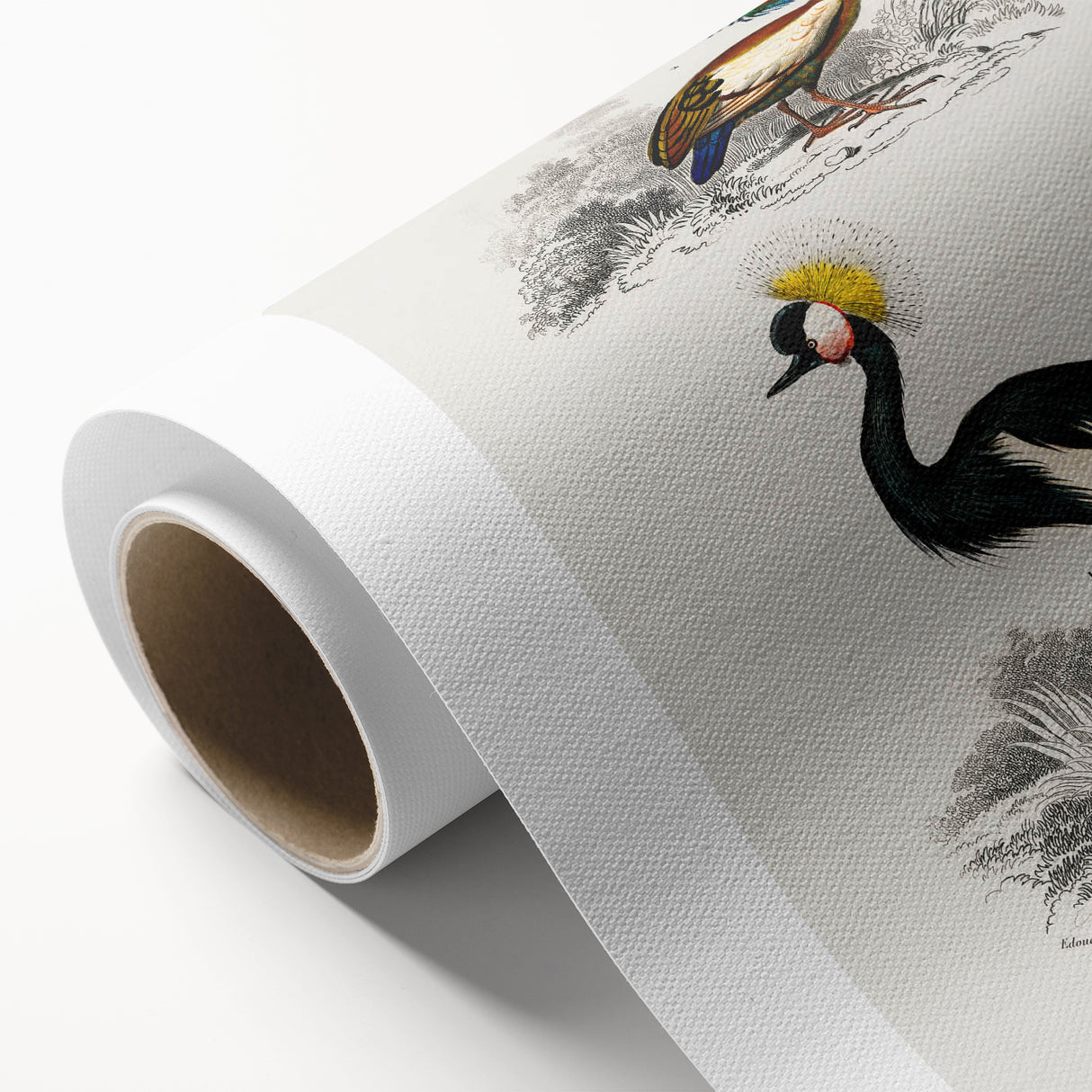 Romanticism Art: Ornithological Birds by D’Orbigny - Wildlife Canvas Print