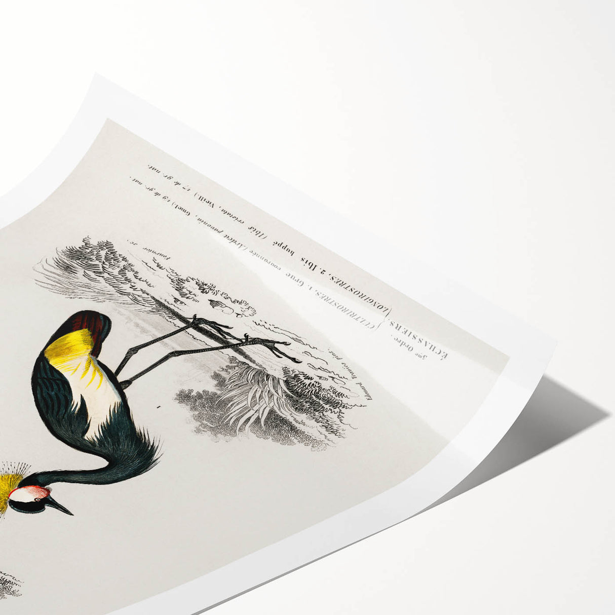 Romanticism Art: Ornithological Birds by D’Orbigny - Wildlife Canvas Print