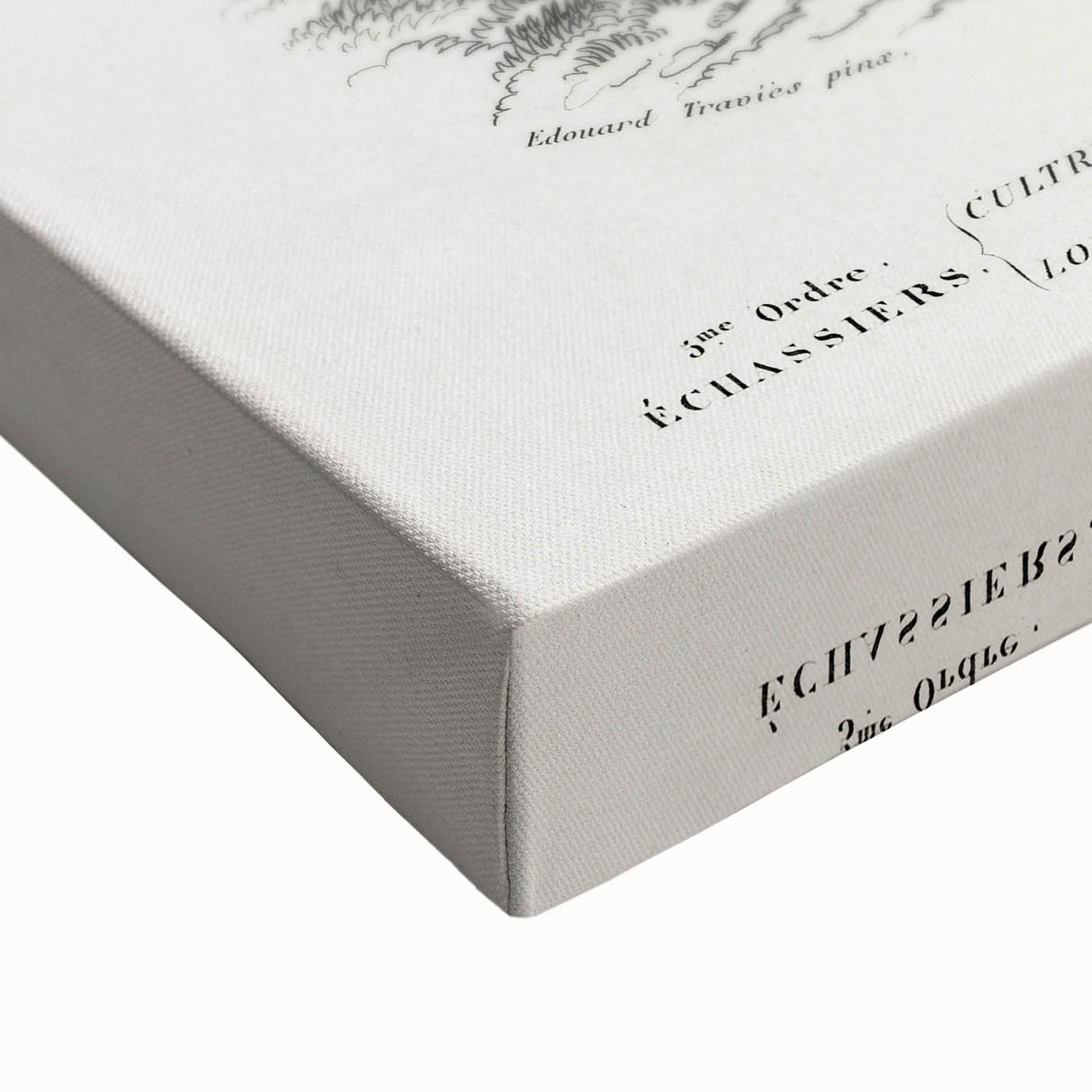 Romanticism Art: Ornithological Birds by D’Orbigny - Wildlife Canvas Print