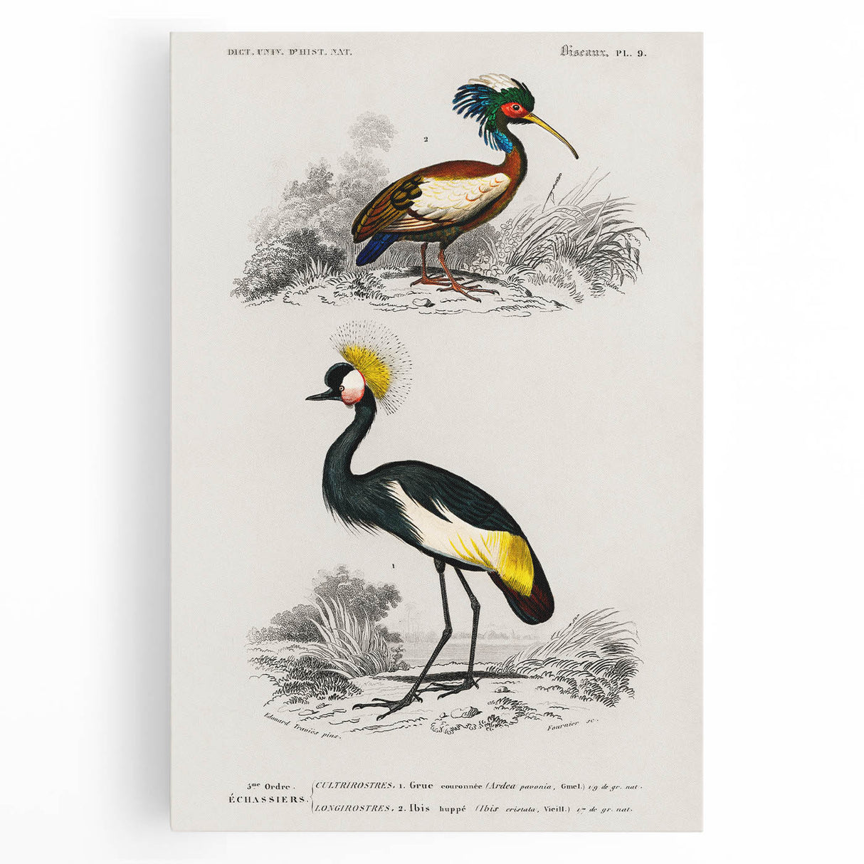 Romanticism Art: Ornithological Birds by D’Orbigny - Wildlife Canvas Print