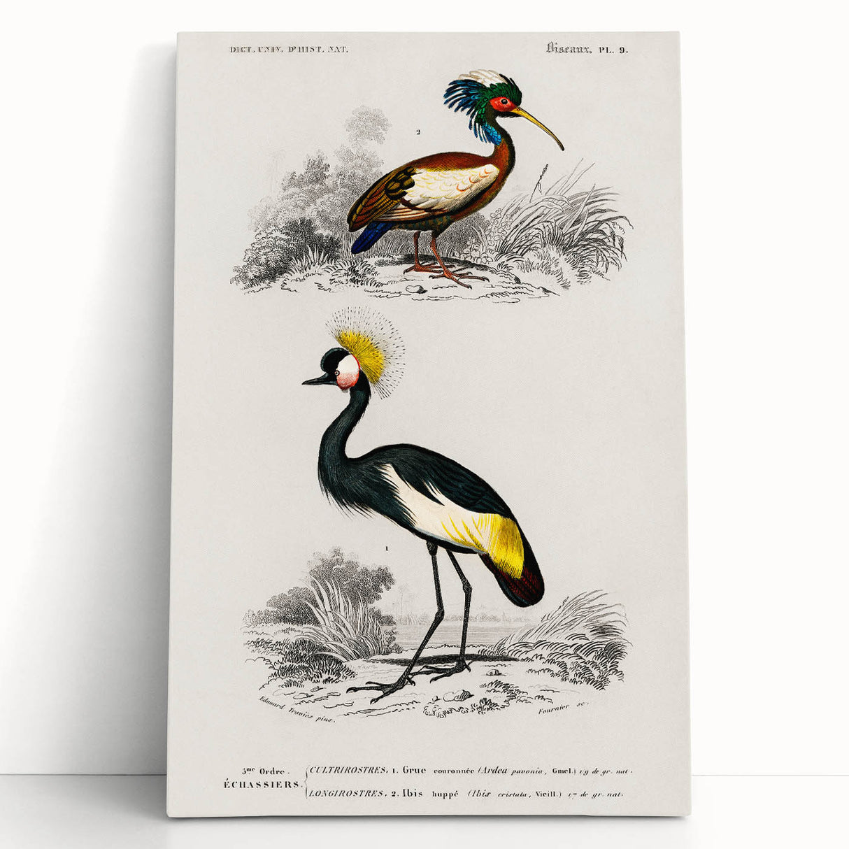 Romanticism Art: Ornithological Birds by D’Orbigny - Wildlife Canvas Print