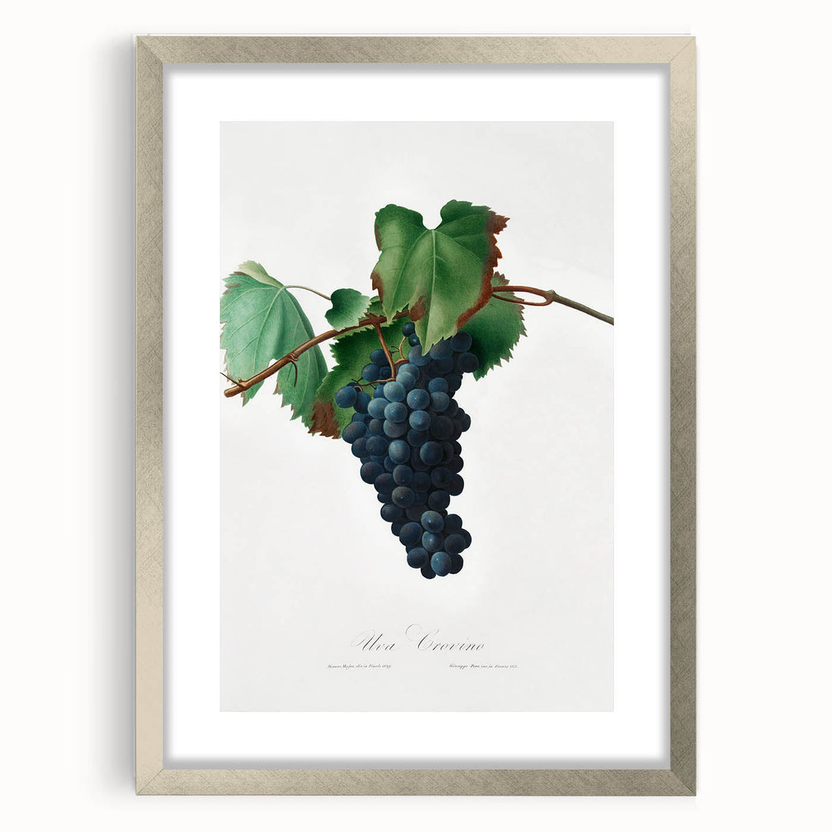 Romanticism Art: Grape Vine by Gallesio - Botanical Canvas Print