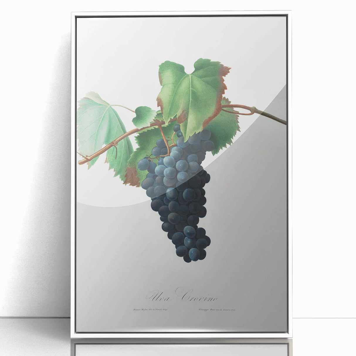 Romanticism Art: Grape Vine by Gallesio - Botanical Canvas Print