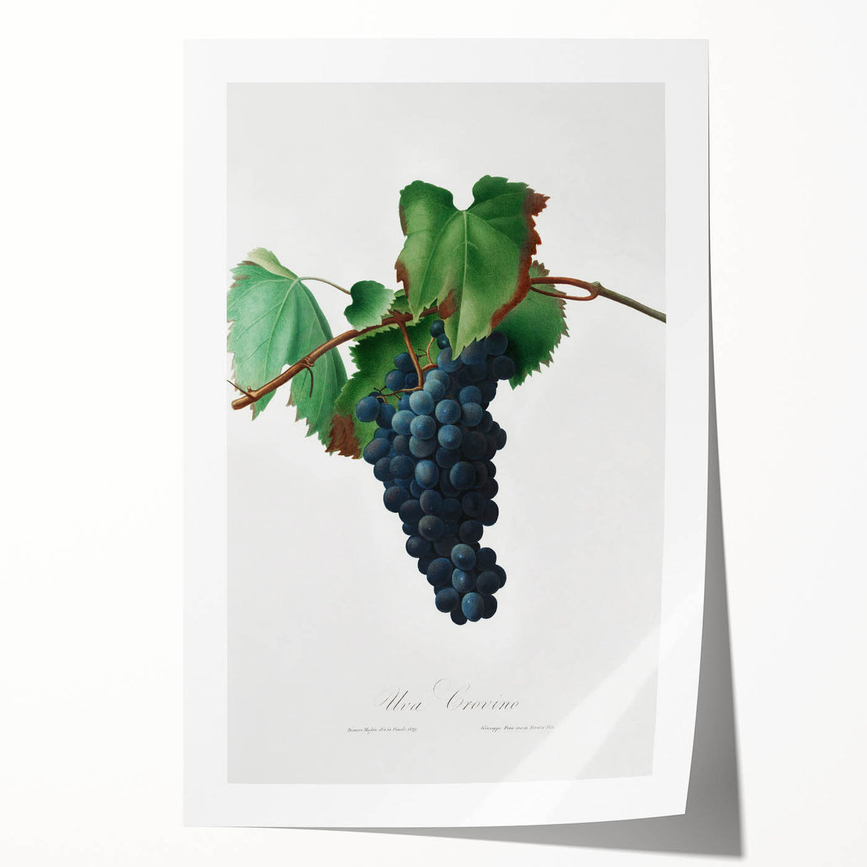 Romanticism Art: Grape Vine by Gallesio - Botanical Canvas Print
