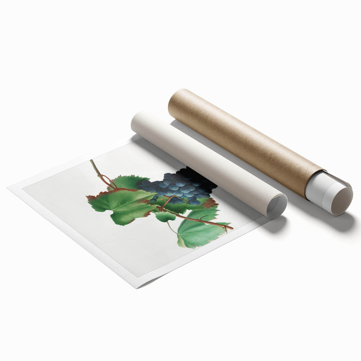 Romanticism Art: Grape Vine by Gallesio - Botanical Canvas Print