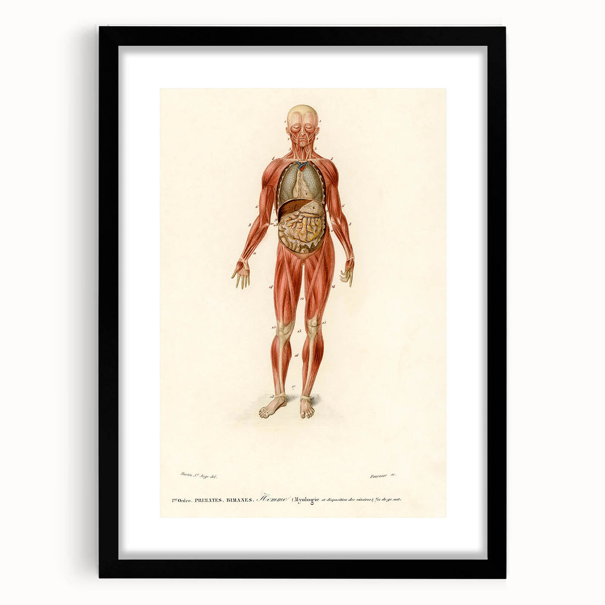 Romanticism Art: Human Anatomy by D’Orbigny - Scientific Canvas Print
