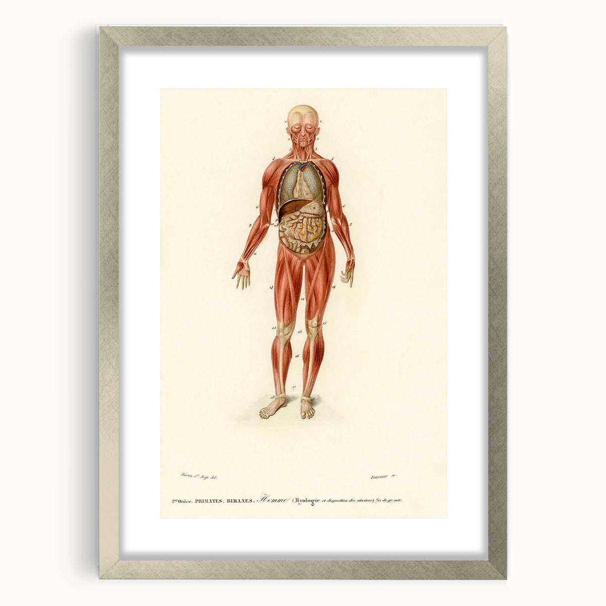 Romanticism Art: Human Anatomy by D’Orbigny - Scientific Canvas Print
