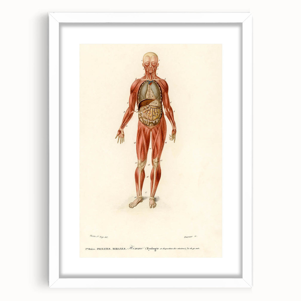Romanticism Art: Human Anatomy by D’Orbigny - Scientific Canvas Print