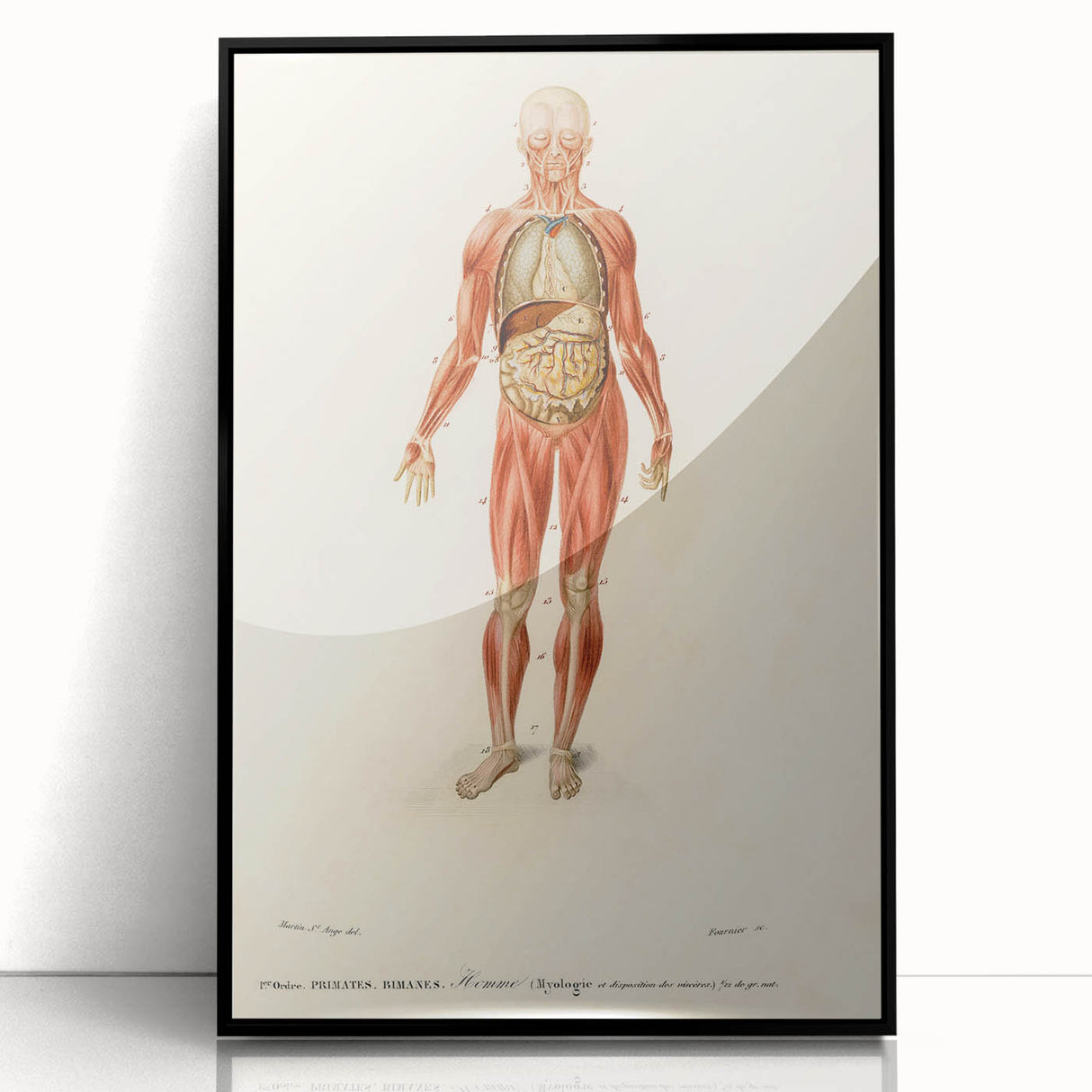 Romanticism Art: Human Anatomy by D’Orbigny - Scientific Canvas Print
