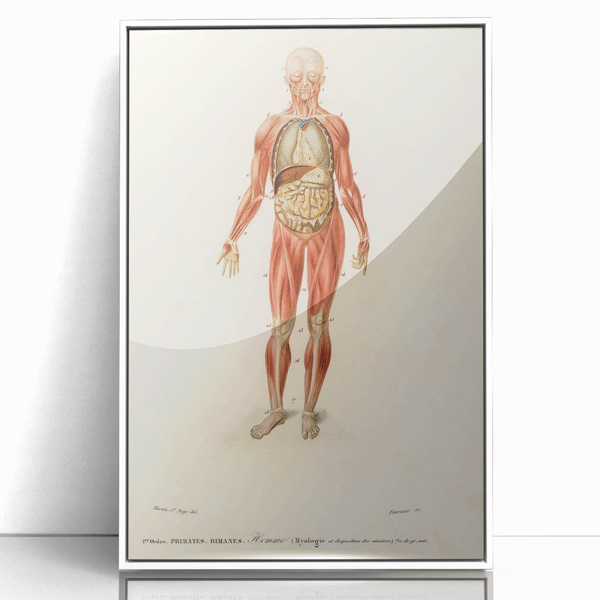 Romanticism Art: Human Anatomy by D’Orbigny - Scientific Canvas Print