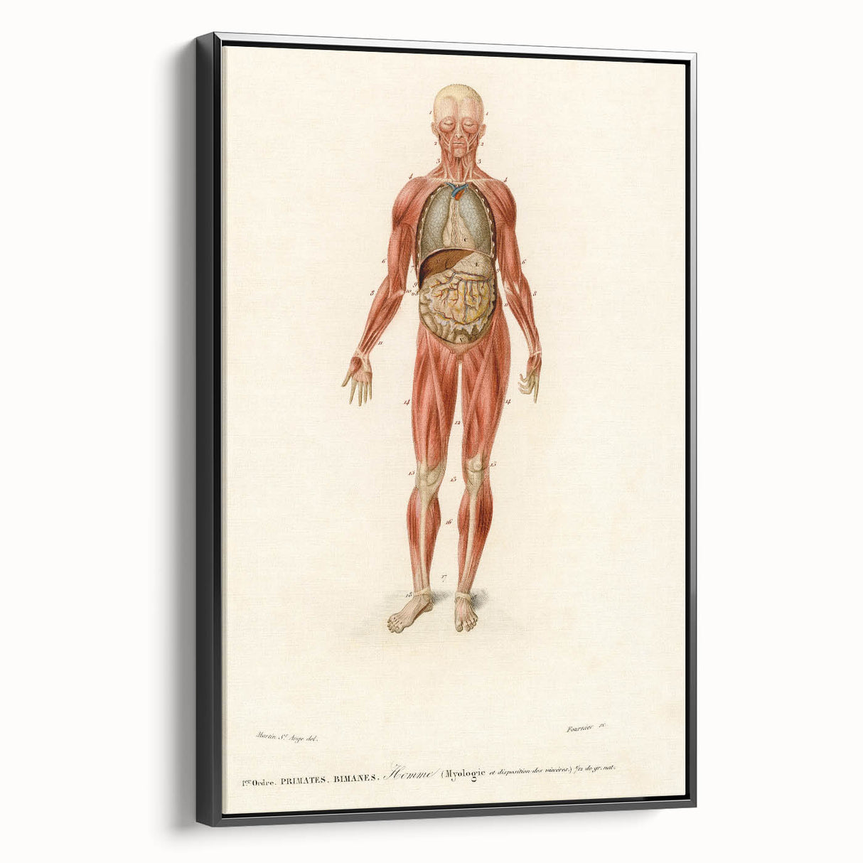Romanticism Art: Human Anatomy by D’Orbigny - Scientific Canvas Print