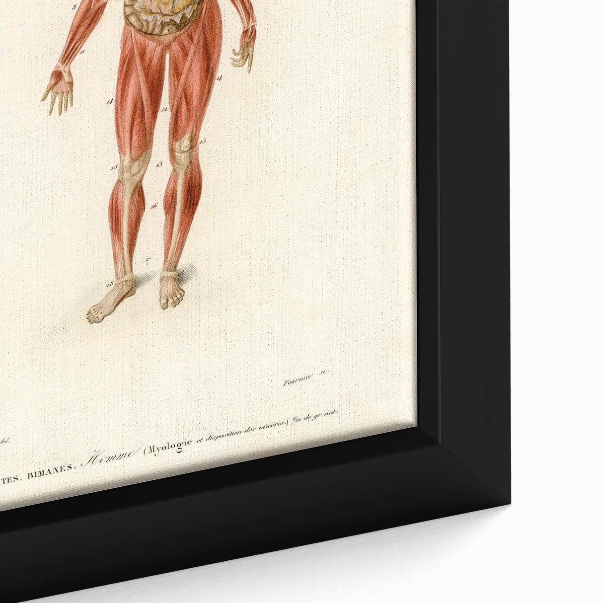 Romanticism Art: Human Anatomy by D’Orbigny - Scientific Canvas Print