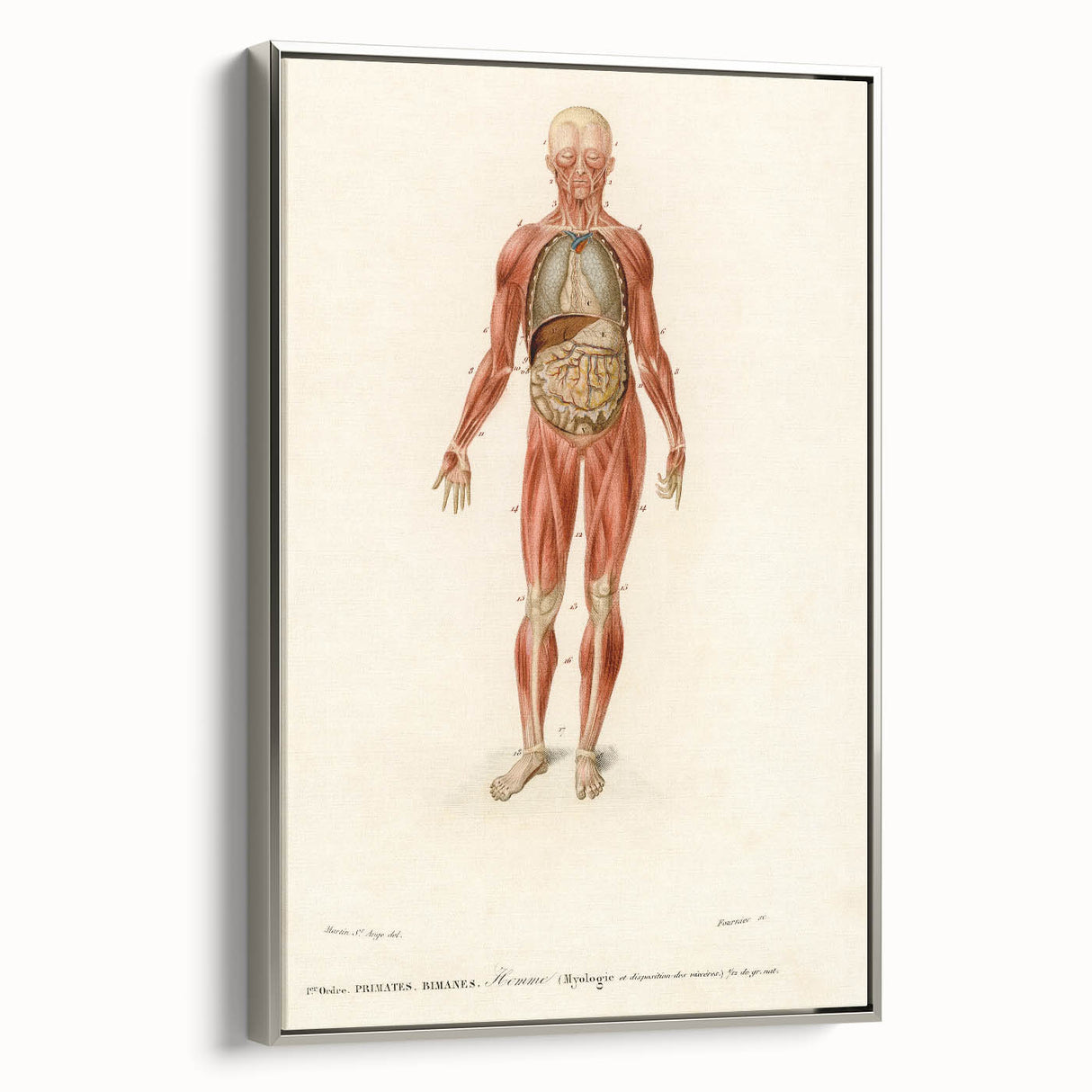 Romanticism Art: Human Anatomy by D’Orbigny - Scientific Canvas Print