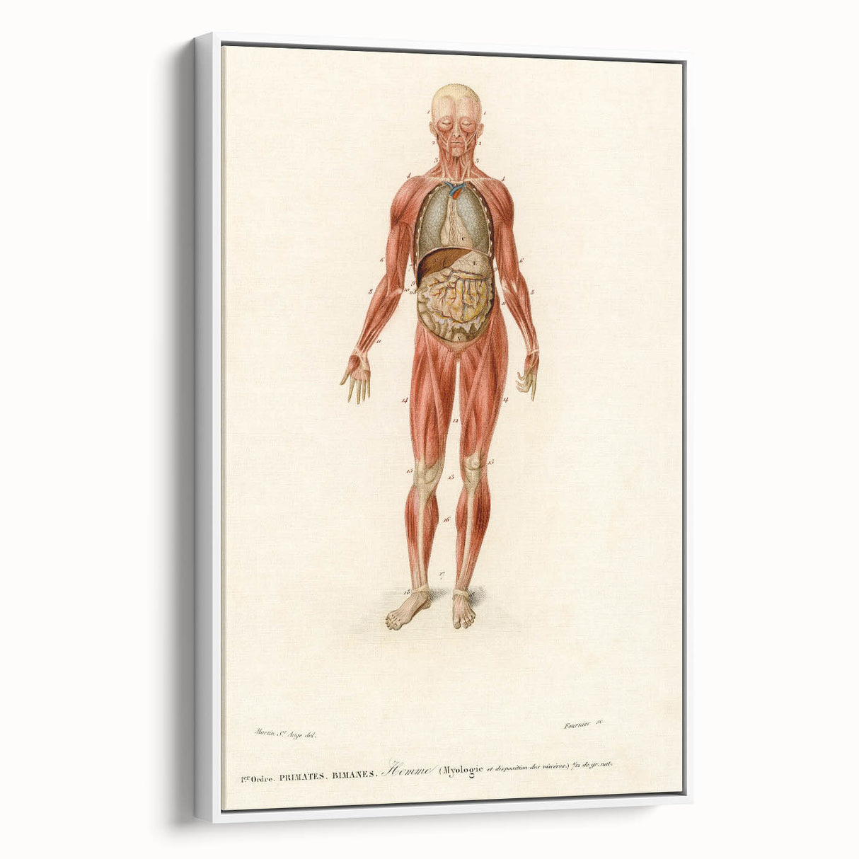 Romanticism Art: Human Anatomy by D’Orbigny - Scientific Canvas Print
