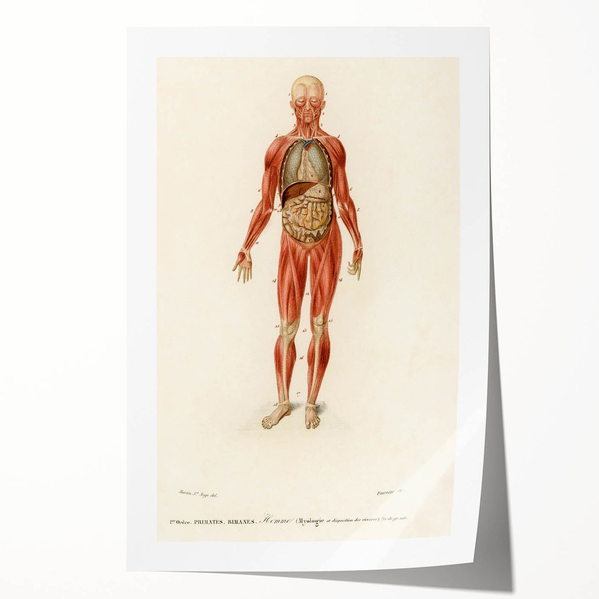 Romanticism Art: Human Anatomy by D’Orbigny - Scientific Canvas Print