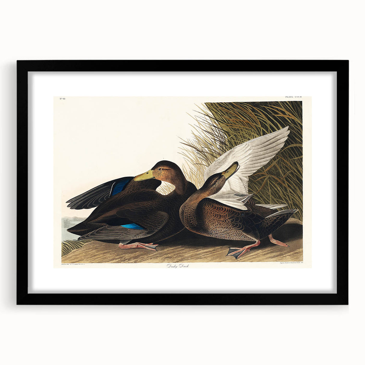 Romanticism Art: Dusky Duck by Audubon - Wildlife Canvas Print
