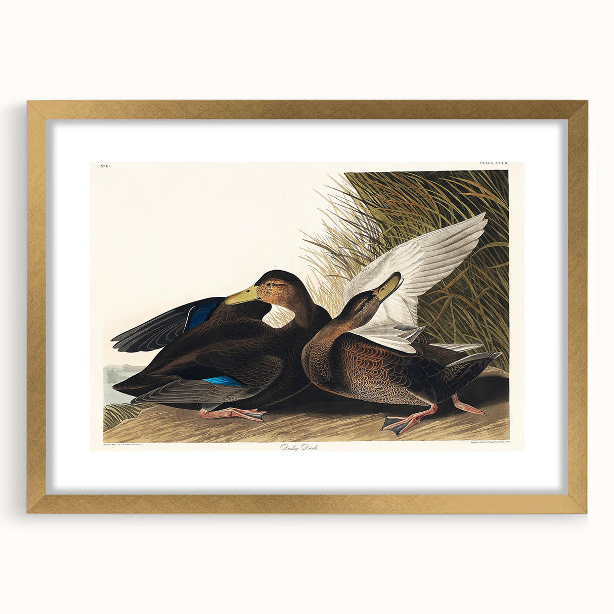 Romanticism Art: Dusky Duck by Audubon - Wildlife Canvas Print