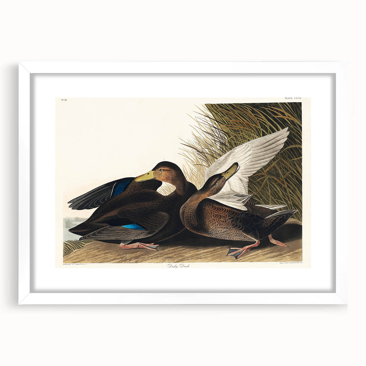 Romanticism Art: Dusky Duck by Audubon - Wildlife Canvas Print