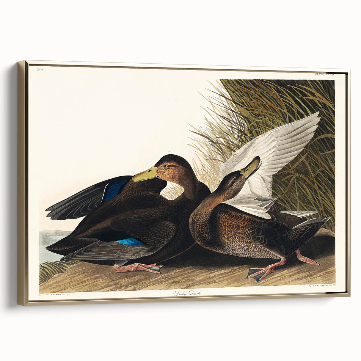 Romanticism Art: Dusky Duck by Audubon - Wildlife Canvas Print