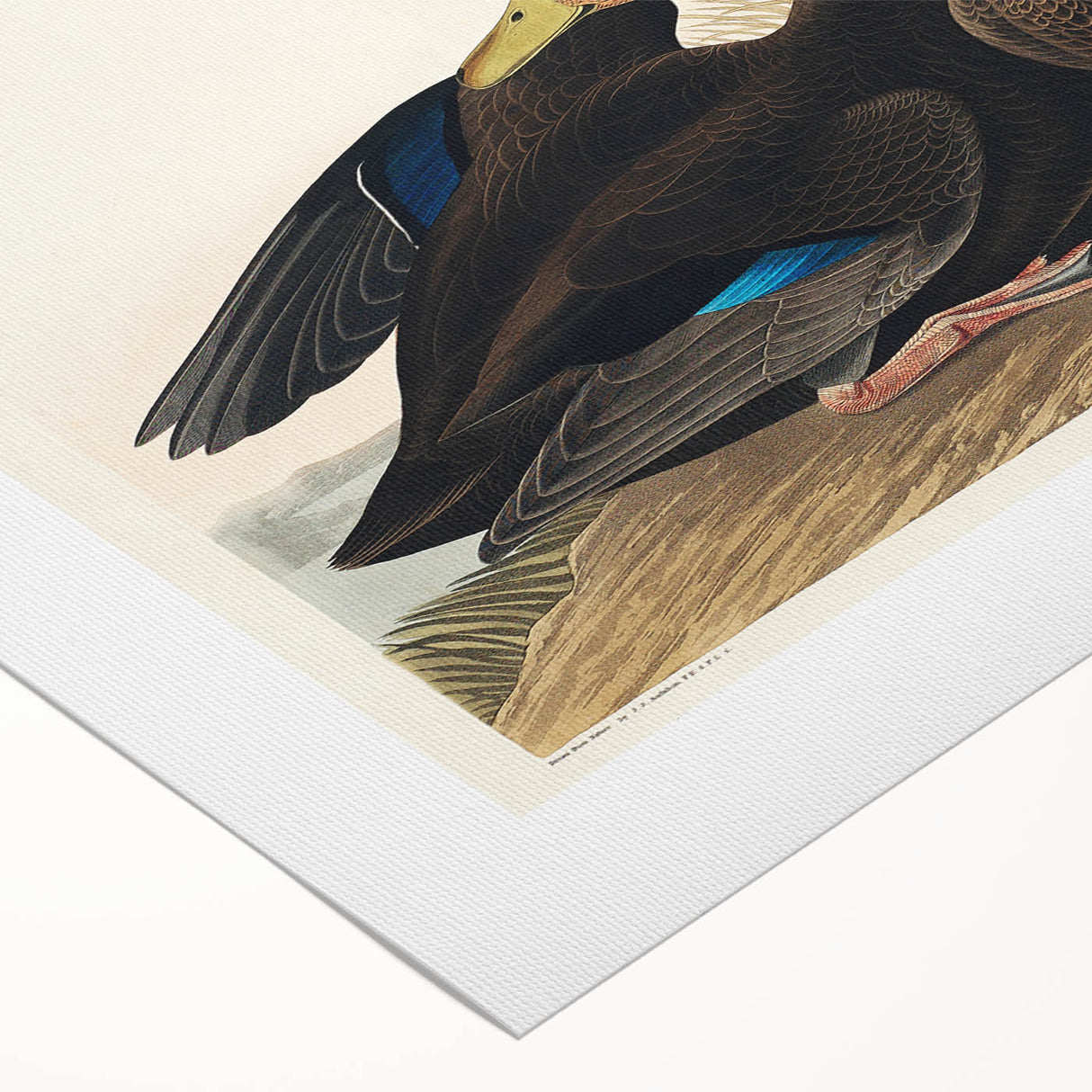 Romanticism Art: Dusky Duck by Audubon - Wildlife Canvas Print