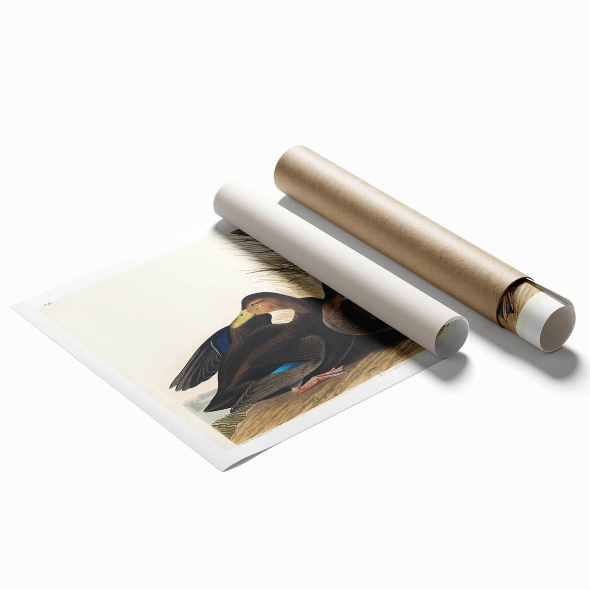 Romanticism Art: Dusky Duck by Audubon - Wildlife Canvas Print