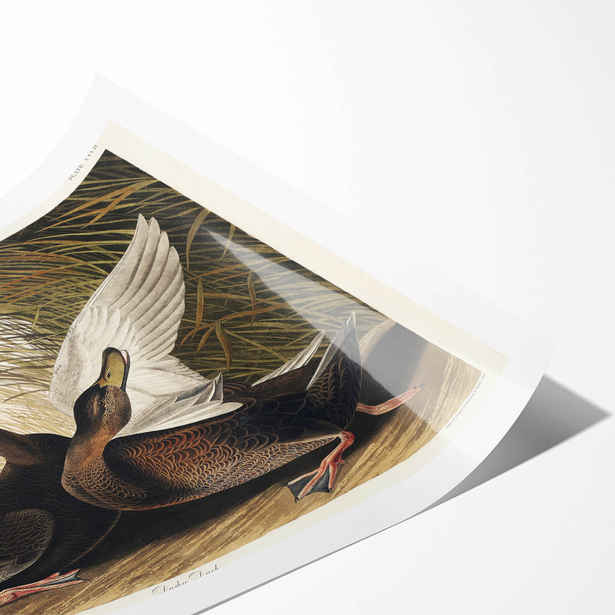 Romanticism Art: Dusky Duck by Audubon - Wildlife Canvas Print