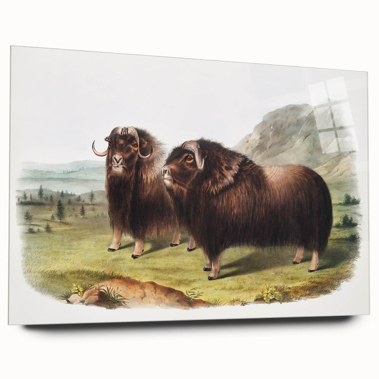 Romanticism Art: Classic Musk Ox Illustration on Historical Canvas