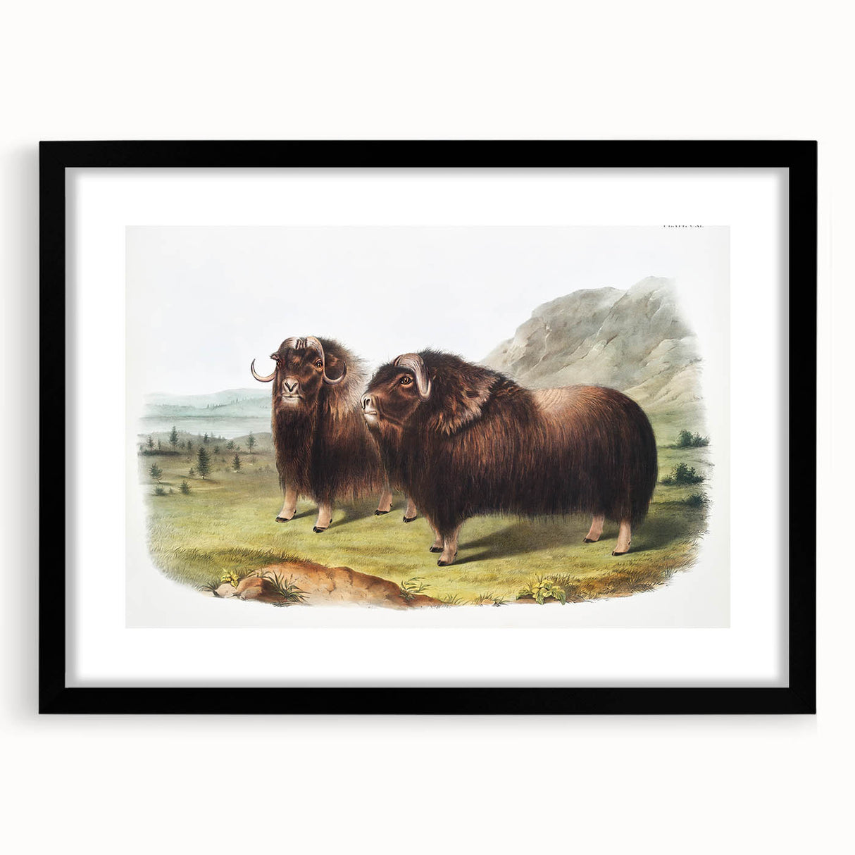 Romanticism Art: Classic Musk Ox Illustration on Historical Canvas