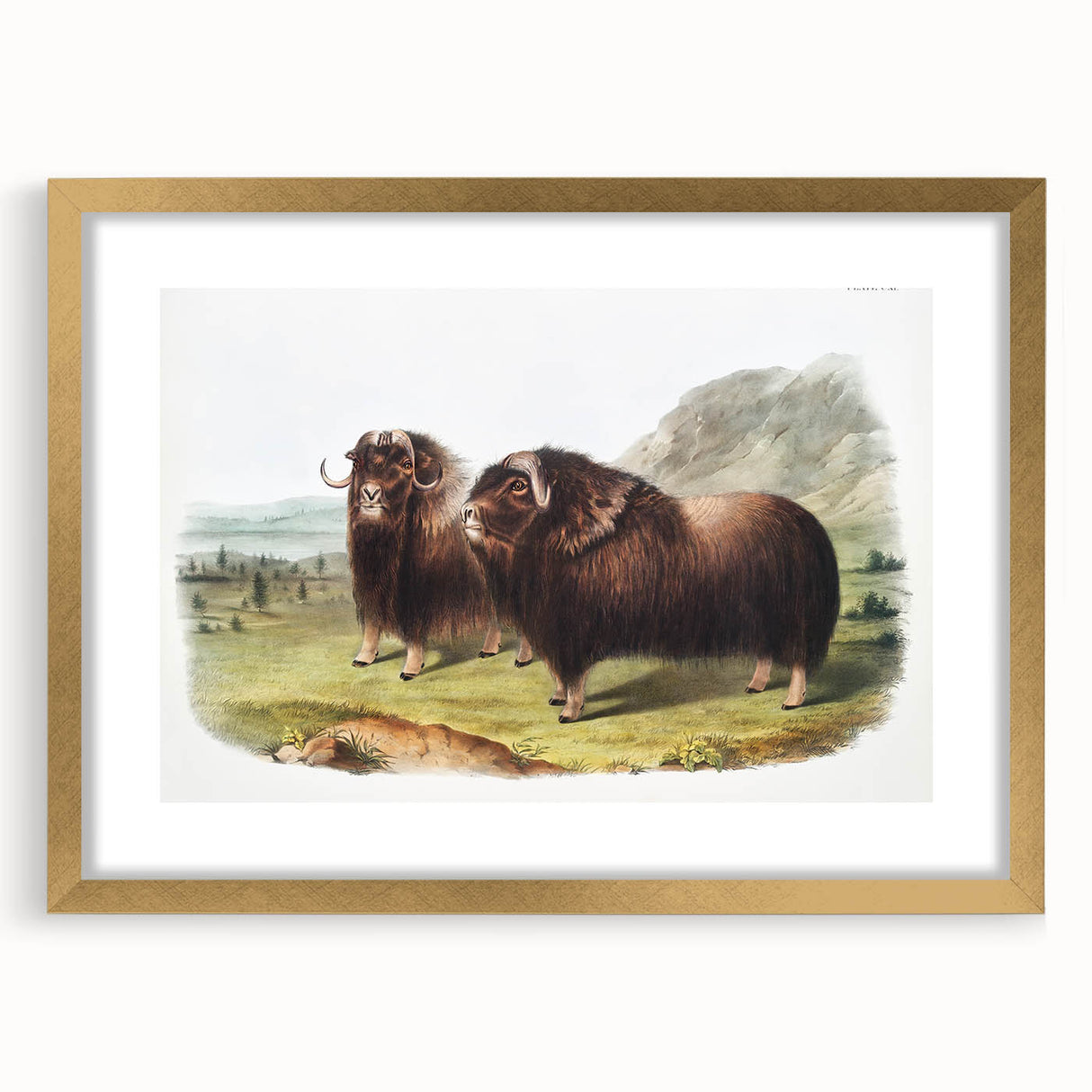 Romanticism Art: Classic Musk Ox Illustration on Historical Canvas
