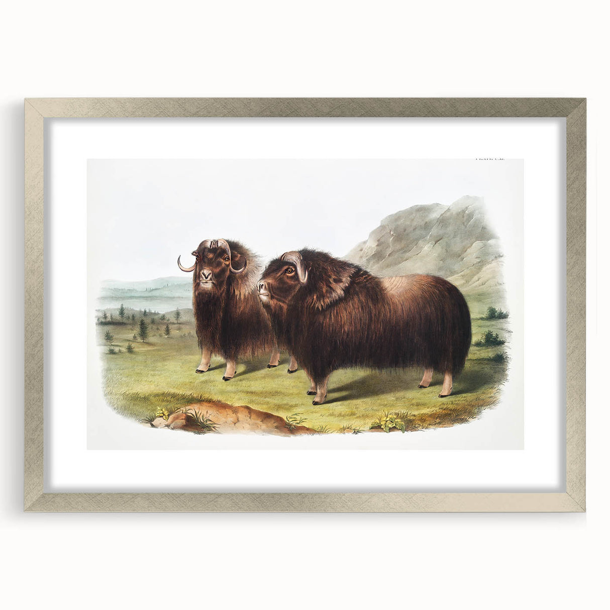 Romanticism Art: Classic Musk Ox Illustration on Historical Canvas