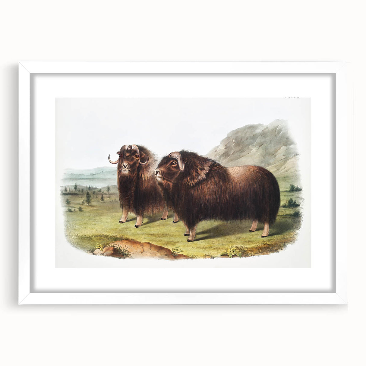 Romanticism Art: Classic Musk Ox Illustration on Historical Canvas