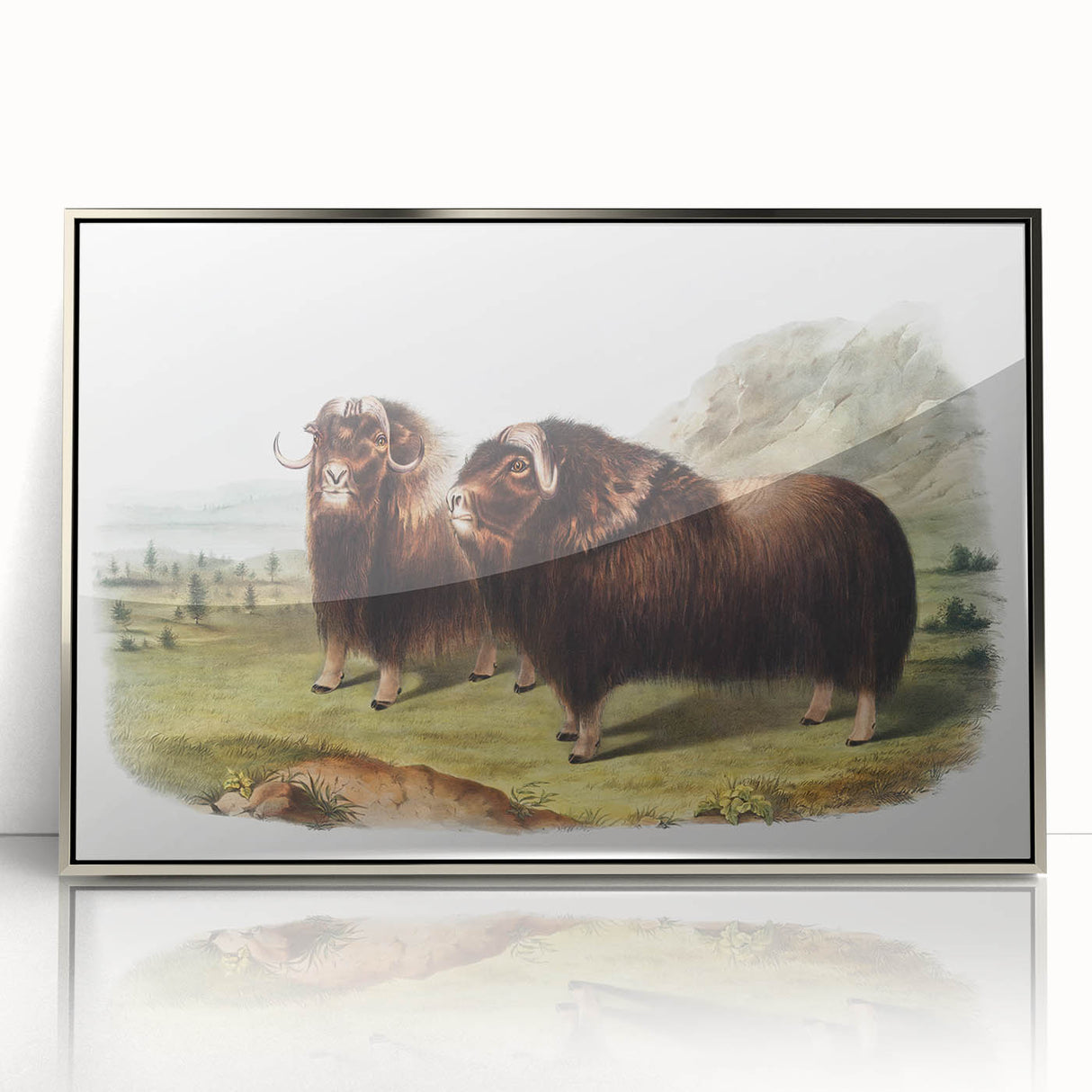 Romanticism Art: Classic Musk Ox Illustration on Historical Canvas