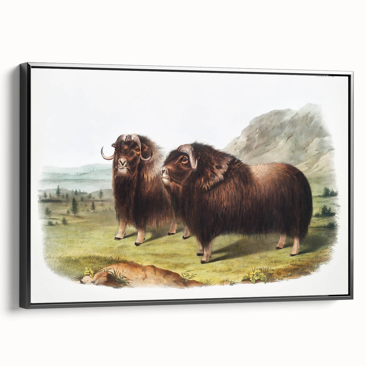 Romanticism Art: Classic Musk Ox Illustration on Historical Canvas