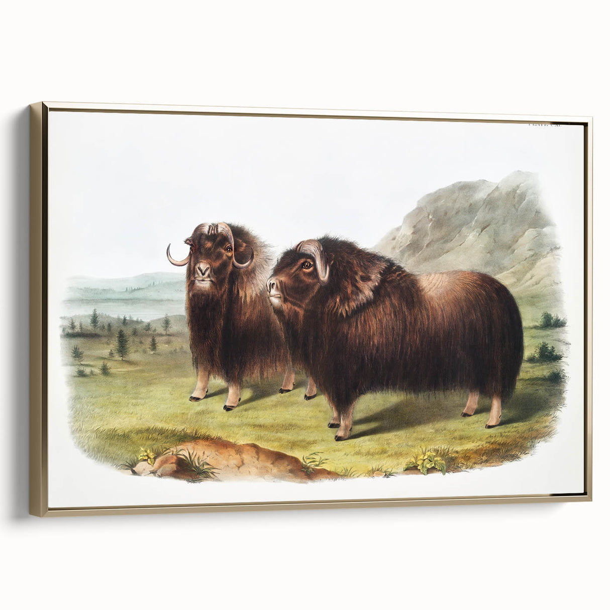 Romanticism Art: Classic Musk Ox Illustration on Historical Canvas