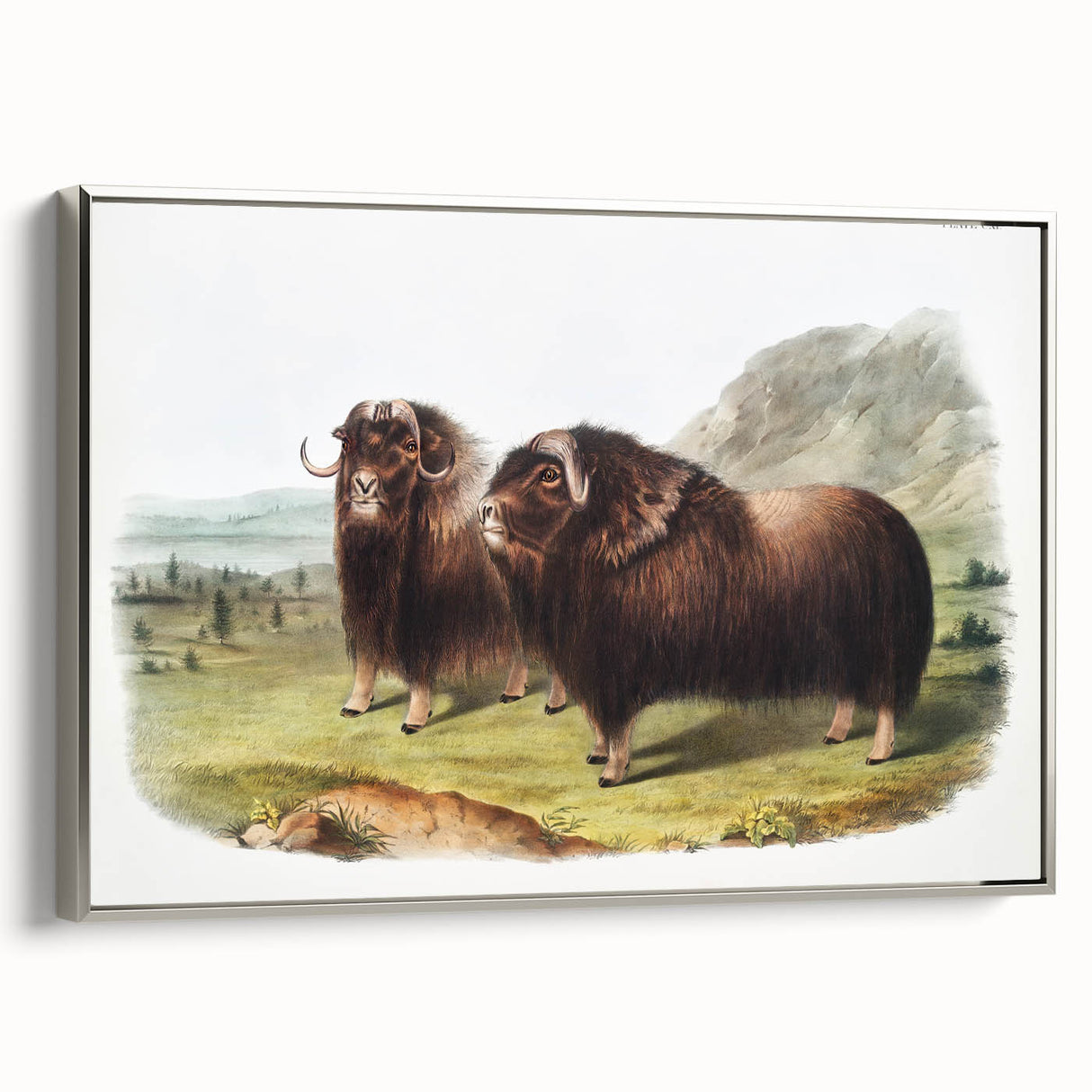 Romanticism Art: Classic Musk Ox Illustration on Historical Canvas
