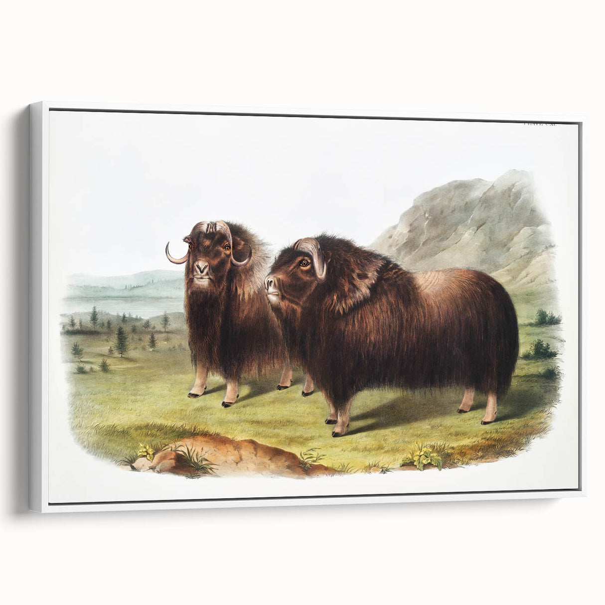 Romanticism Art: Classic Musk Ox Illustration on Historical Canvas