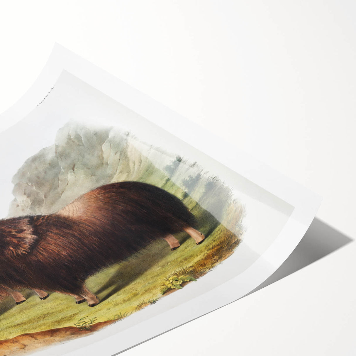 Romanticism Art: Classic Musk Ox Illustration on Historical Canvas