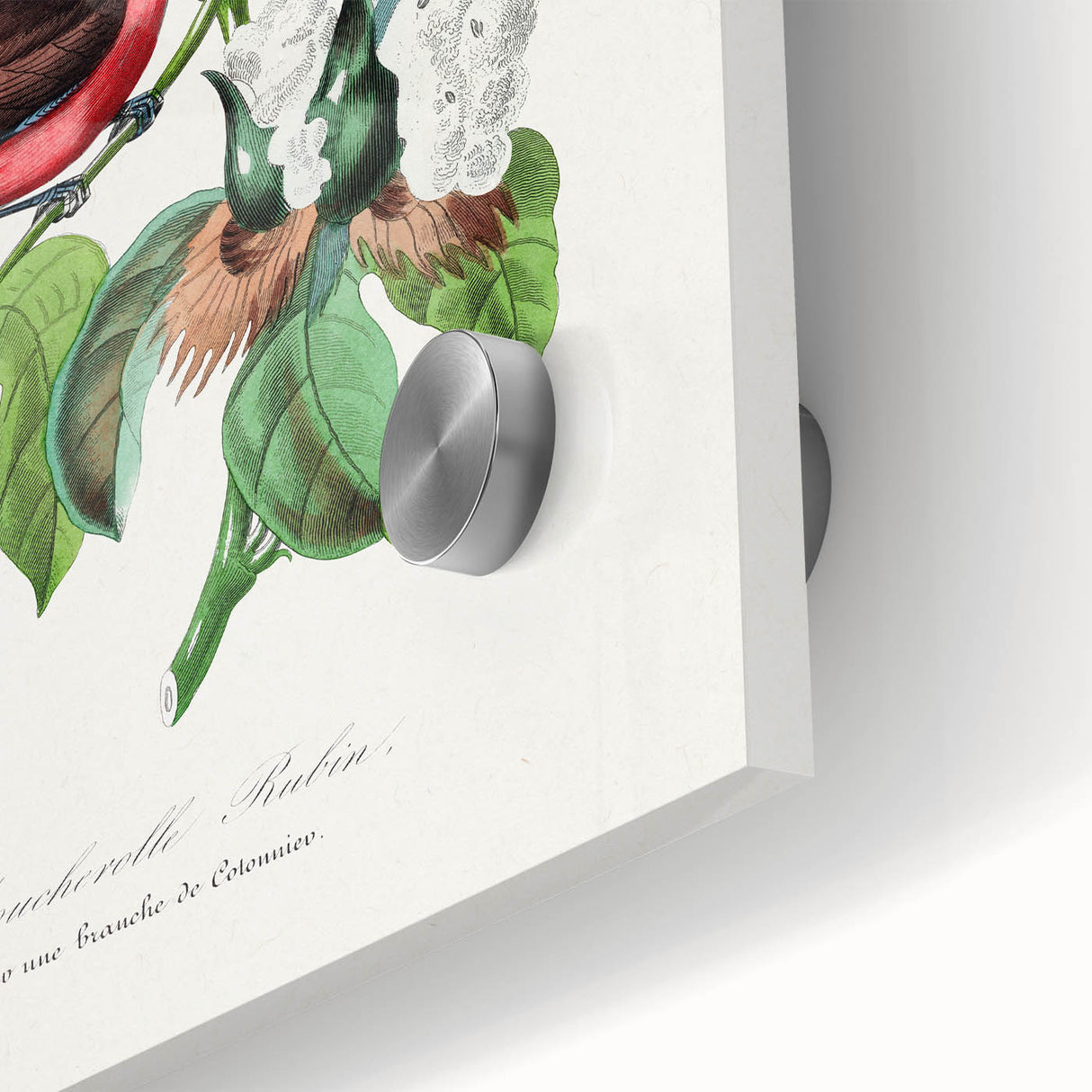 Romantic Art Prints: Vermilion Flycatcher and Botanical Study