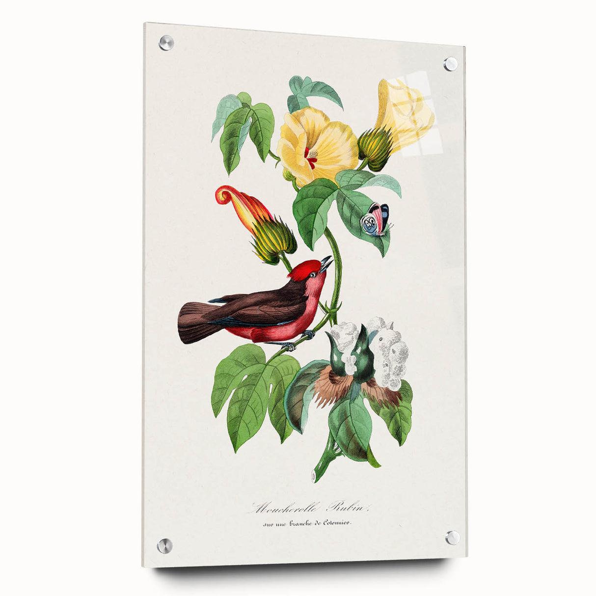 Romantic Art Prints: Vermilion Flycatcher and Botanical Study