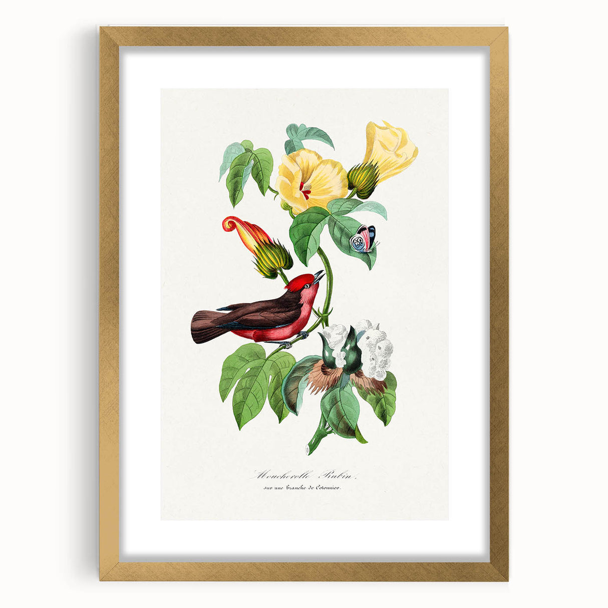 Romantic Art Prints: Vermilion Flycatcher and Botanical Study