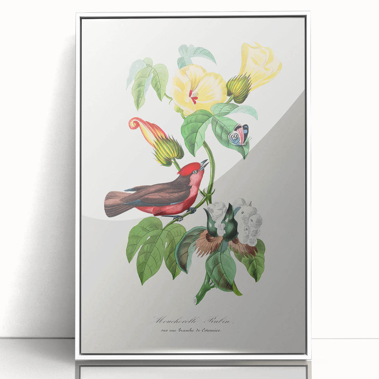 Romantic Art Prints: Vermilion Flycatcher and Botanical Study