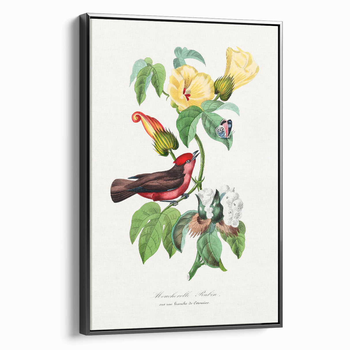 Romantic Art Prints: Vermilion Flycatcher and Botanical Study