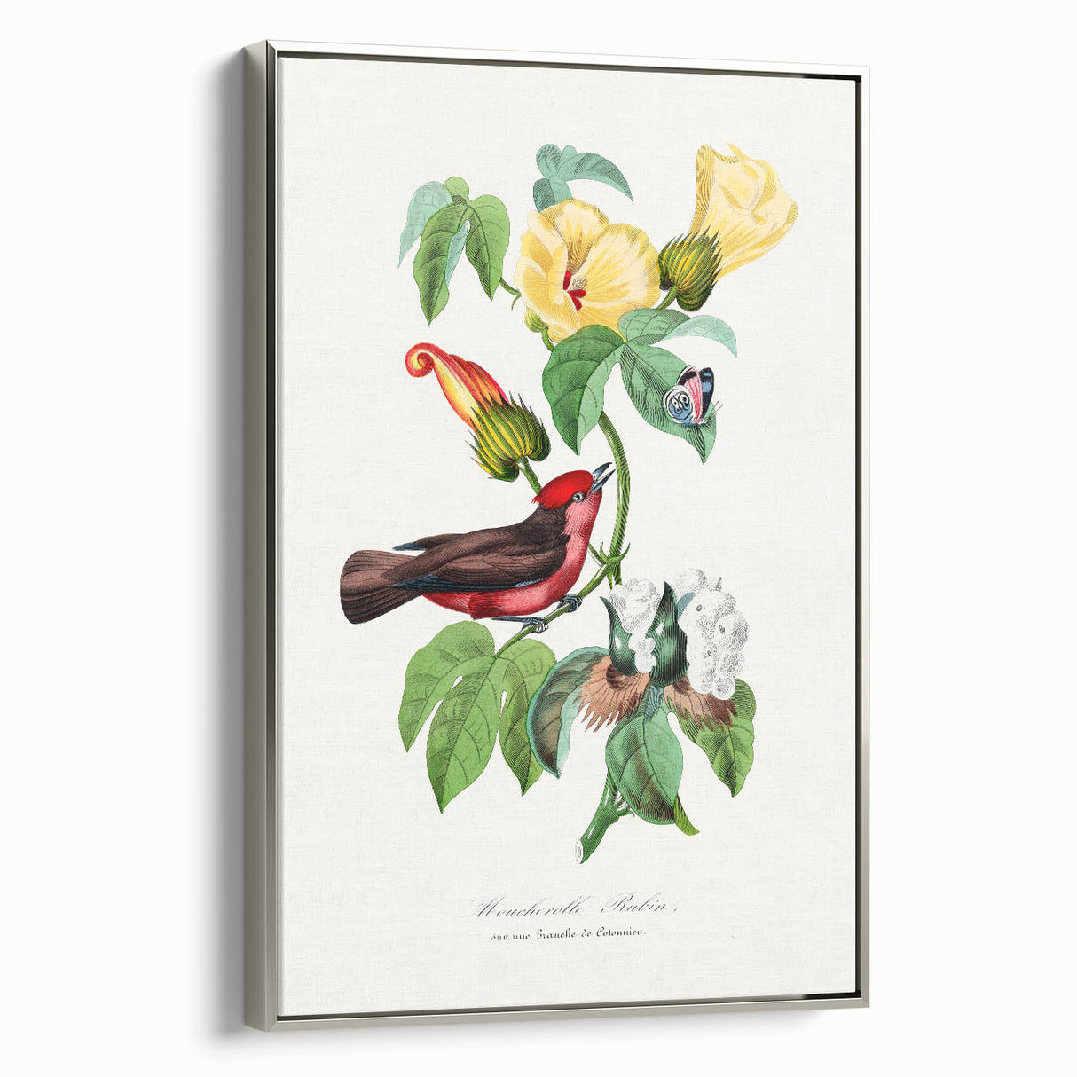 Romantic Art Prints: Vermilion Flycatcher and Botanical Study