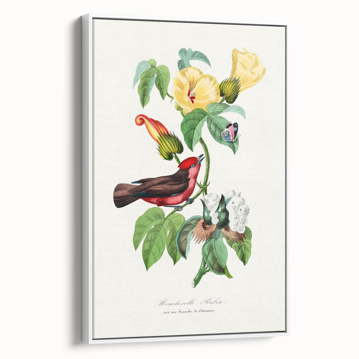 Romantic Art Prints: Vermilion Flycatcher and Botanical Study